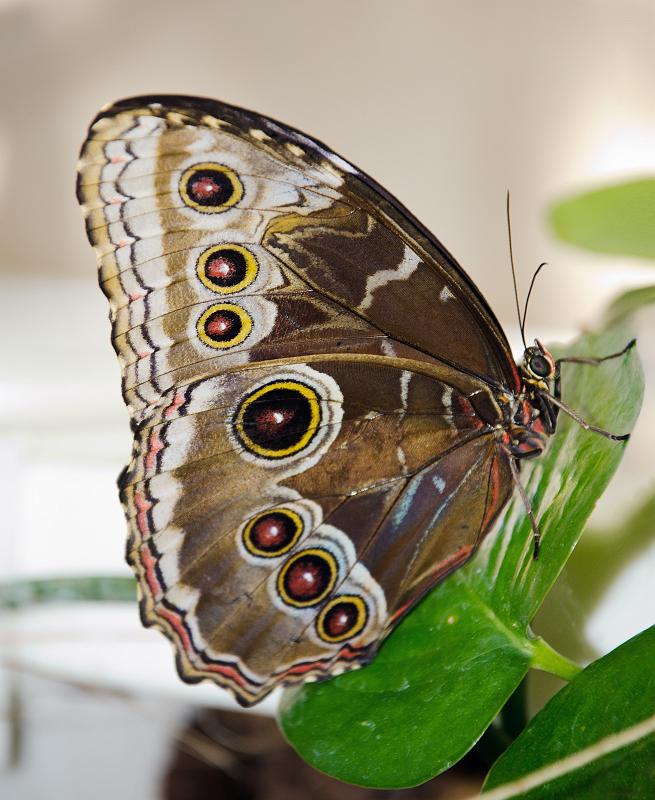 H12_8379a.jpg - Butterfly, Callaway Gardens