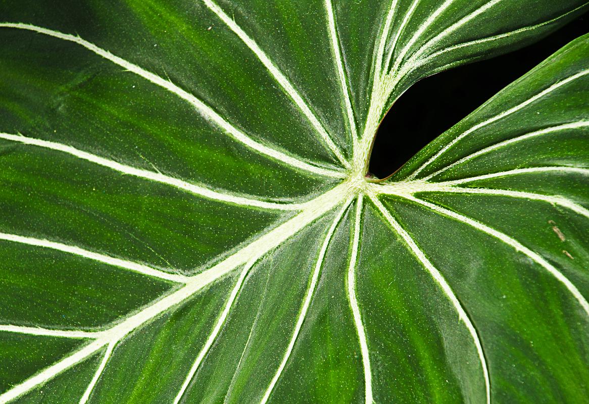 H12_8446a.jpg - Leaf, Callaway Gardens