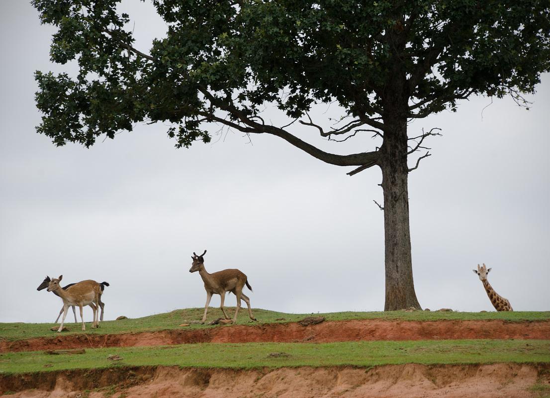 H12_8963b.jpg - There are a few places where the land rises a bit and there are no roads, cars, or fences in sight ... keep an eye on these spots because that's where you'll get the best group photos of animals.