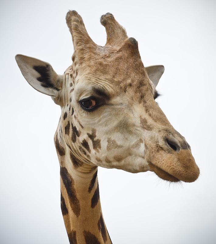 H12_8979b.jpg - Have you ever seen such a sweet face?