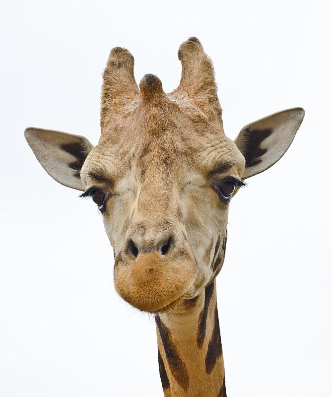 H12_8980a.jpg - Thinking back on the trip, I think I can probably say that the griaffes were my favorites ... they were gentle and incredibly cute.