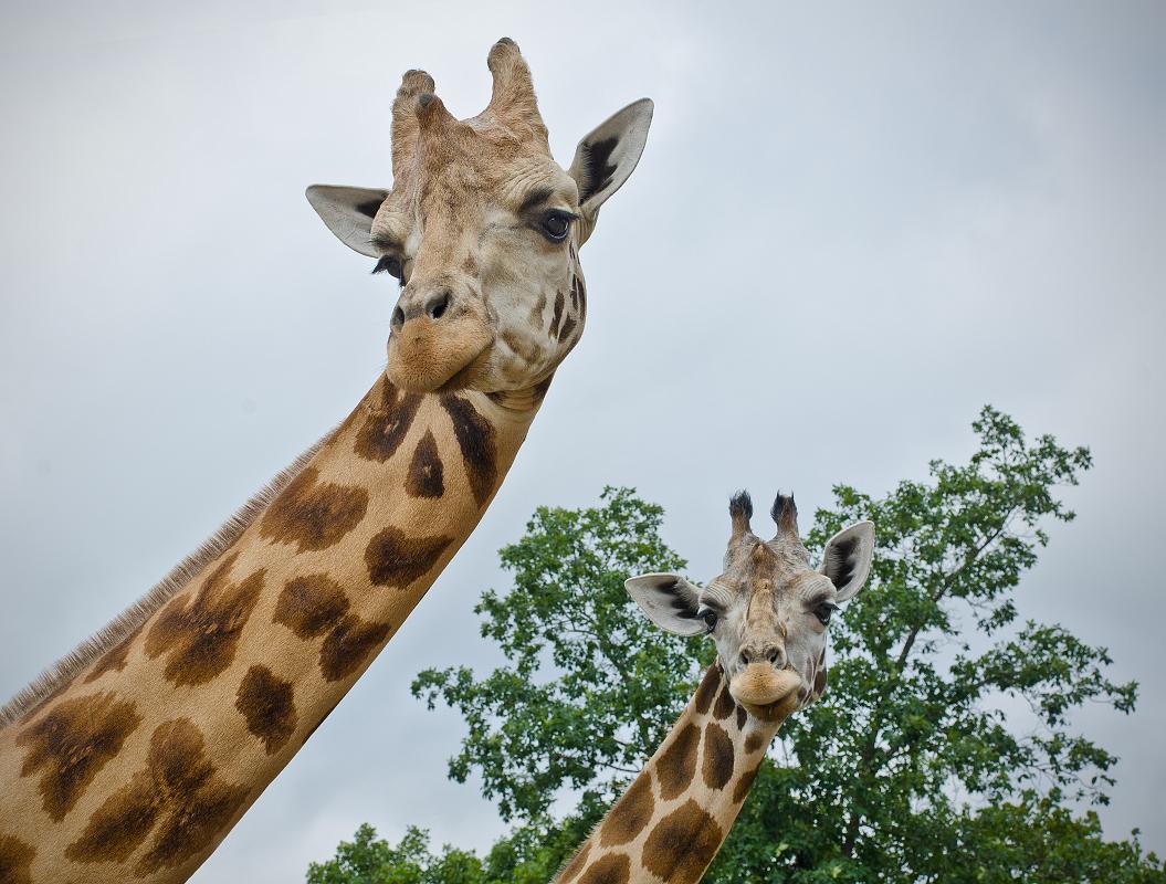 H12_8992a.jpg - Too Tall and Rosie, the giraffes.  Here is where we stopped the truck and got out.  Which you aren't normally allowed to do, but we were there to shoot a TV commercial.