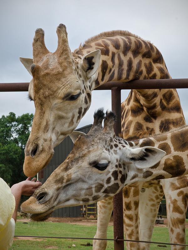 H12_8994a.jpg - And did I mention hungry?  