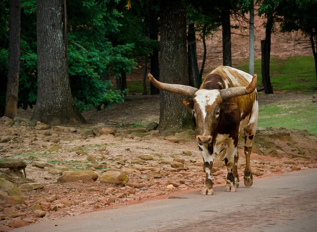 H12_8996a.jpg - We had plenty of food, so naturally other critters decided it was an opportune time to 'horn in' on the giraffes' good fortune.  This is Crooked Face, a Texas longhorn.