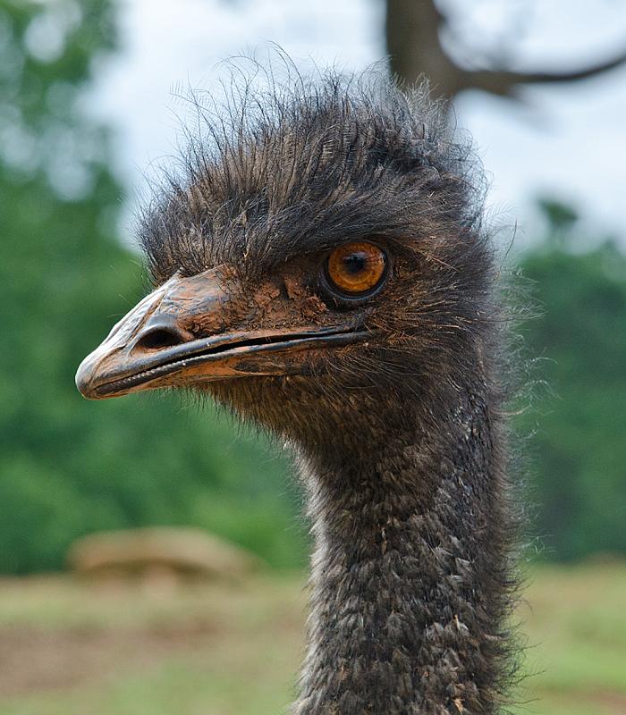 H12_9003a.jpg - There are some birds too ... peacock, ostrich, and this emu.
