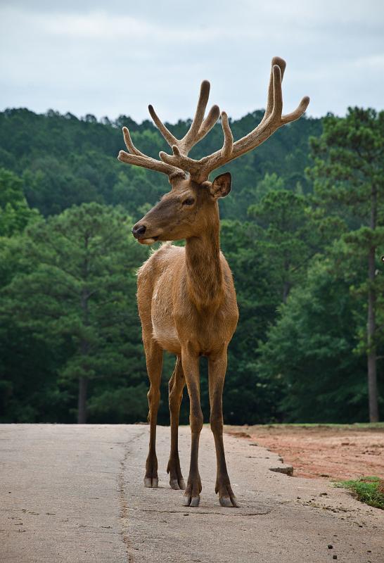 H12_9006a.jpg - Once you get back in a vehicle and proceed to the main park area, you start to appreciate the real wonder of the place ... like this elk enjoying the morning air and anticipating a few visitors with bags of food.