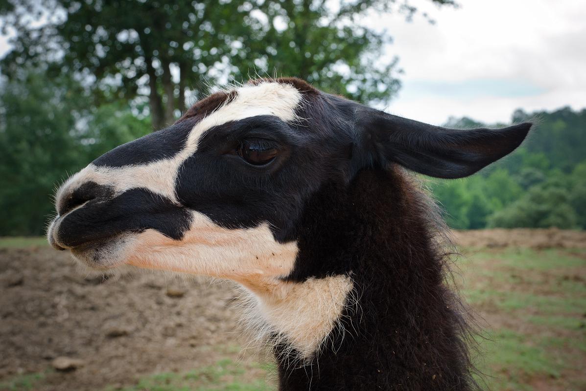H12_9008a.jpg - Since most of these animals have been here a while, they pretty much know that cars and people bring food.  So getting a nice headshot of a llama isn't really a big deal, even without a telephoto lens.