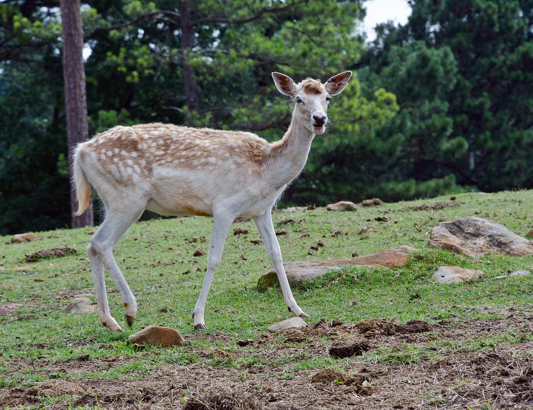 H12_9018a.jpg - I think this is a Fallow deer, native to Europe.  The deer tend to be a bit more shy than the llamas and some of the other critters, but it's still pretty easy to get fairly close.