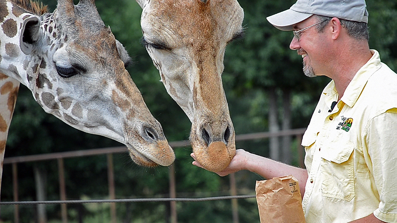 H12_9020a.jpg - As we began shooting the commercial, Mike would discuss the finer points of giraffe lore as Too Tall and Rosie gobbled up the groceries and nodded in agreement.  This is a still frame from some of the video I was shooting.