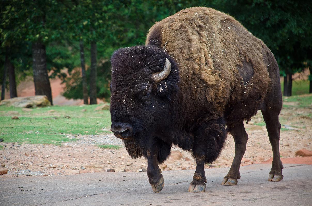 H12_9043a.jpg - Have you ever stood next to a bison?  That huge, low-slung head is right about window level with most cars, so when he steps up to say 'hi," and ask for his handout, it can be a little intimidating.