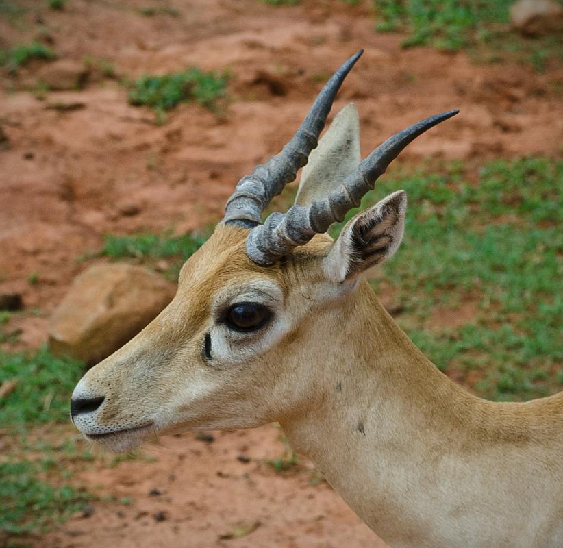 H12_9057a.jpg - We got back in the truck and took off for the next shooting spot.  We were on a schedule so we really couldn't stop at every spot that offered some good photos ... a lot of shots, like this Blackbuck antelope, were taken on the fly as the truck was moving.