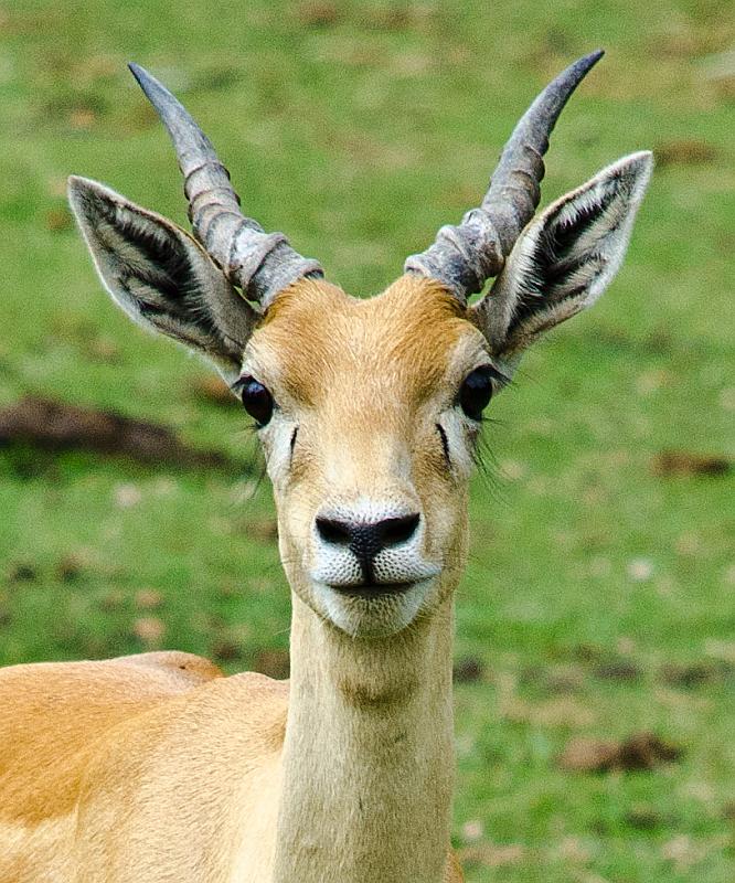 H12_9059a.jpg - Blackbuck antelope, shot from quite far away (which is why it's so grainy, I had to crop in quite a bit).