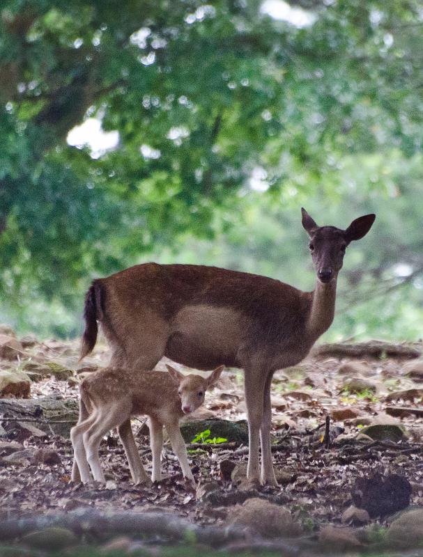 H12_9070b.jpg - This mother and her baby (who at the time was less than 24 hours old).  Mike stopped the truck so I could get a few shots, which was great because they were pretty far away so I had to use full zoom (plus a lot of cropping).