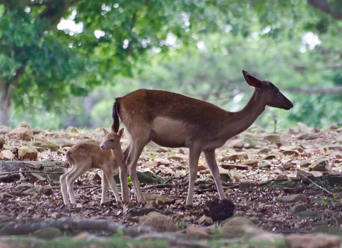 H12_9071b.jpg - Another shot of the deer...