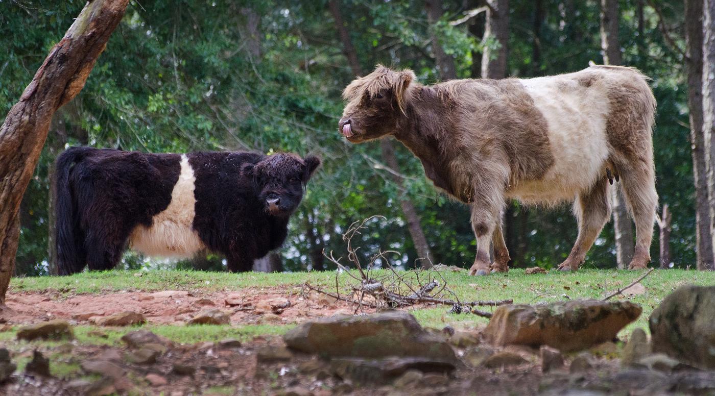 H12_9082b.jpg - Belted Galloway cows.  I understand they are native to the cold northern hills of Scotland, which I guess explains the shaggy coats.
