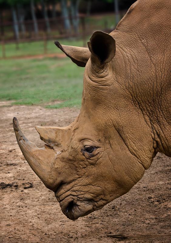 H12_9101a.jpg - When we got to the White Rhino pen we set up for another shot.  We had left Crooked Face far behind so hopefully we could shoot in peace.