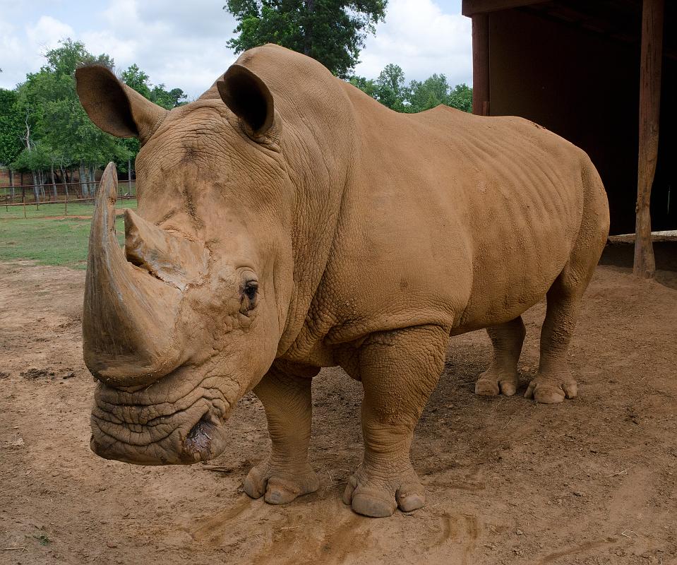 H12_9107b.jpg - The White Rhino is, to put it mildly, an imposing beast.  They weigh about 6,000 lb, more than most cars, and although their slow and deliberate movements may suggest a sense of gentleness, that's  not always the case.  They can be pretty fast as well as ill-tempered.  This one however seemed to be in a good mood and welcomed a bit of petting and scratching behind the ears.