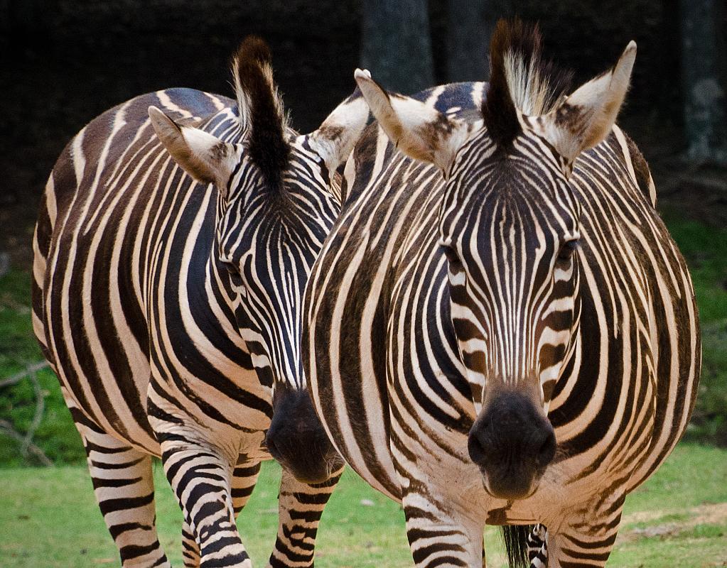 H12_9110b.jpg - Back in the truck, more shots out the window... this one of a couple of zebra.