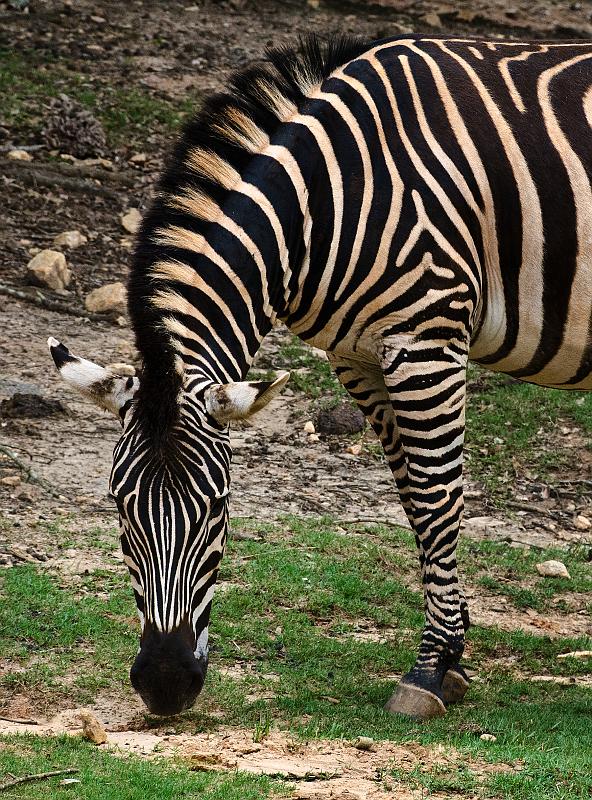 H12_9117a.jpg - People wonder why zebra have never been tamed like horses.  Truth is, a few have... but it's rare and difficult.  Zebra are more unpredictable and panic more readily under stress so they don't train as easily as horses ... unless they're first crossbred with a horse, pony or donkey.  BTW, there are also a few Zedonks at Wild Animal Safari. 