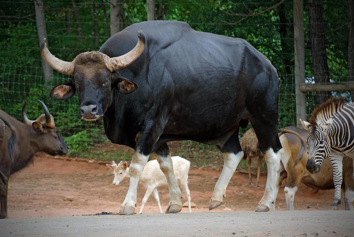 H12_9120a.jpg - I'm not exactly sure what this guy is, maybe a Brahman, but he was definitely big and rather unfriendly looking.