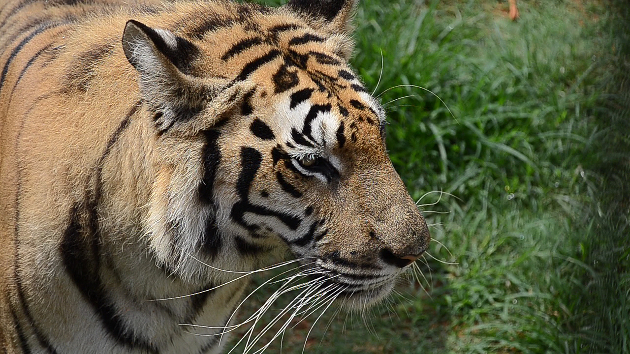 H12_9132a.jpg - This is a still frame of the Siberian Tiger taken from some of the video I shot.  The next few pages should bring up a few of these clips, but they'll probably take a while to download since they're in HD.