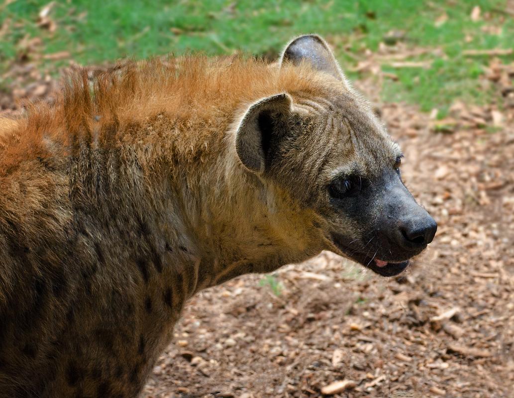 H12_9157a.jpg - Behind the main buildings you'll find an area with cages containing smaller animals, as well as animals that wouldn't be all that welcome out in the open, like this hyena.