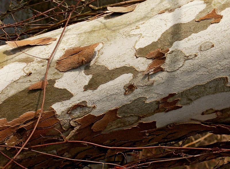 PICT0540.jpg - Fallen log, Talbotton, GA, Feb. 2002.  Minolta Dimage 7, 27mm f 5.7 @ 1/512