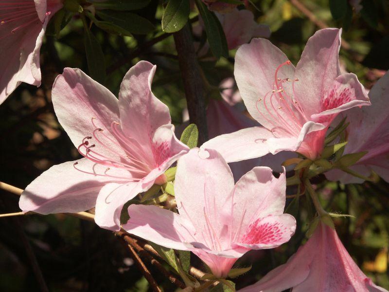 PICT0770.jpg - Azaleas, Columbus, GA. April 2002.  Minolta Dimage 7, 42mm f 5.6 @ 1/250