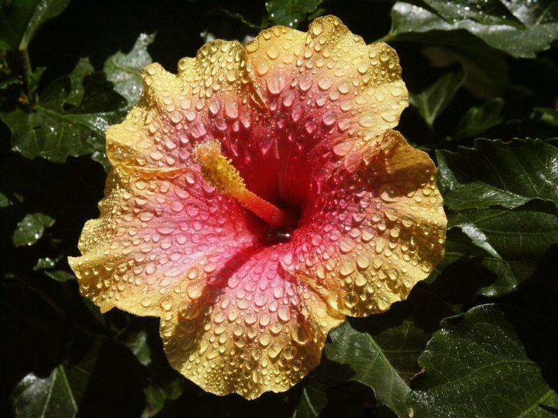 PICT1010a.jpg - Hibiscus, Columbus, GA. June 2002.  Minolta Dimage 7, 45mm f 6.5 @ 1/750