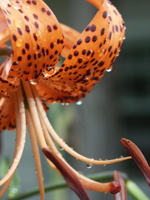 PICT2339_600.jpg - Tiger Lily, Talbotton, GA. July 2003.  Minolta Dimage 7, 44mm f 4.5 @ 1/180