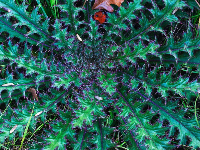 PICT2664a.jpg - Flat Rock Park, Columbus, GA. Nov 2003.  Minolta Dimage 7, 18mm f 4 @ 1/60