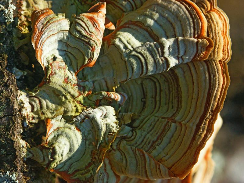 PICT3298.jpg -  Trametes versicolor  (Turkeytail Fungus), Talbotton, GA. July 2004.  Minolta Dimage 7, 50mm f 2.7 @ 1/250