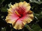 PICT1010a