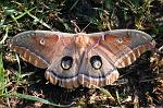 moth2a