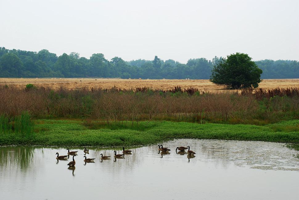 DSC_0050_large.jpg - Oxbow Meadows, Columbus, GA