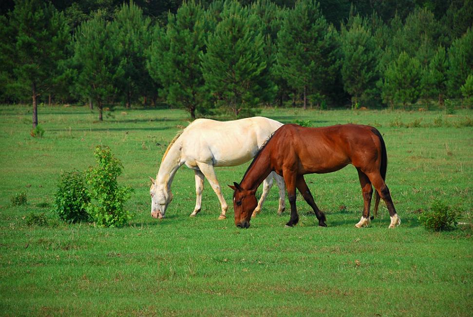 DSC_0798a_sm.jpg - Cataula, near Columbus, GA